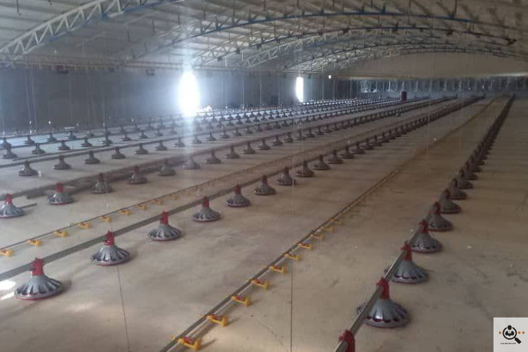 تجهیزات مرغداری انبوه طیور در قزوین