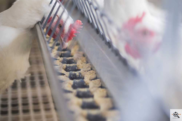 تجهیزات مرغداری انبوه طیور در قزوین