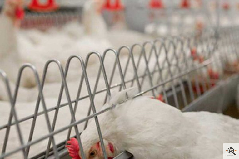 تجهیزات مرغداری انبوه طیور در قزوین