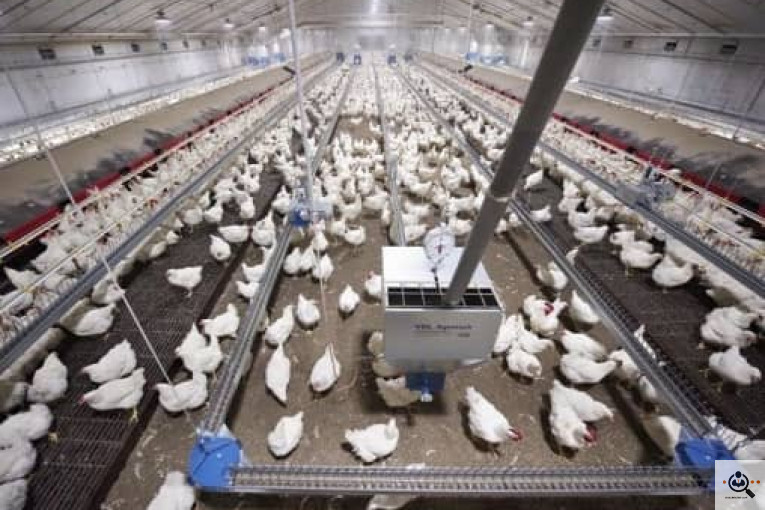 تجهیزات مرغداری انبوه طیور در قزوین