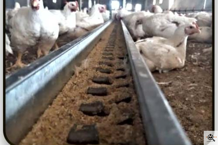 تجهیزات مرغداری انبوه طیور در قزوین