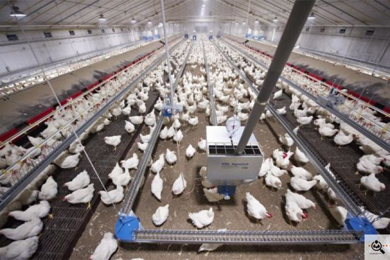 تجهیزات مرغداری انبوه طیور در قزوین