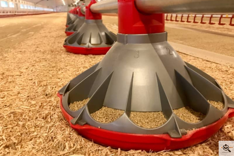 تجهیزات مرغداری انبوه طیور در قزوین