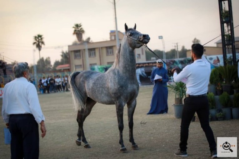 مجموعه پرورش اسب تالیسمان در اصفهان