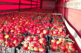 صادرات میوه و گوجه فرنگی آرش عمادی در شیراز