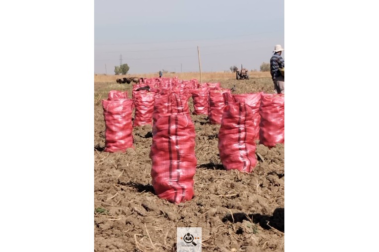 صادرات میوه و تره بار سیب زمینی شعبانی در همدان