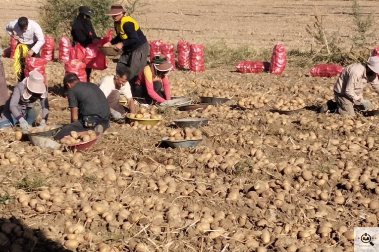 صادرات میوه و تره بار سیب زمینی شعبانی در همدان