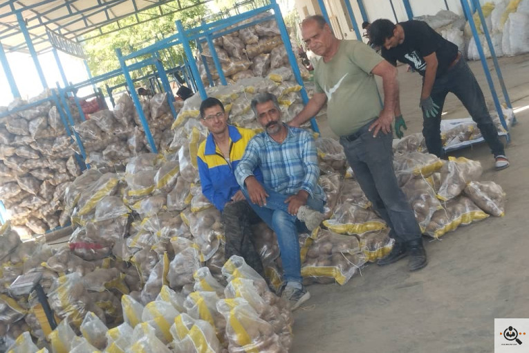 صادرات میوه و تره بار سیب زمینی شعبانی در همدان