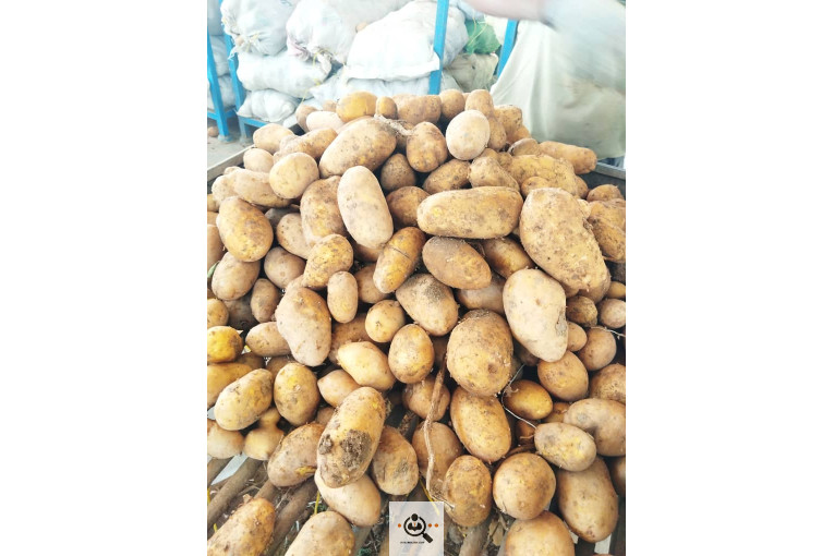 صادرات میوه و تره بار سیب زمینی شعبانی در همدان