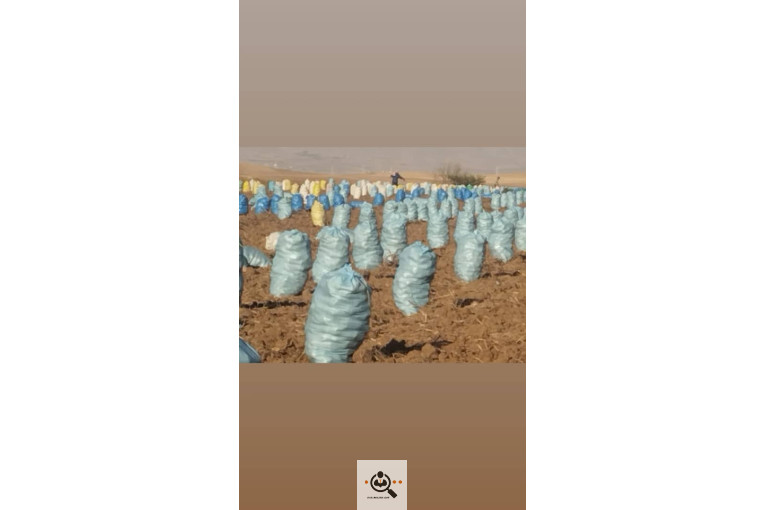 صادرات میوه و تره بار سیب زمینی شعبانی در همدان