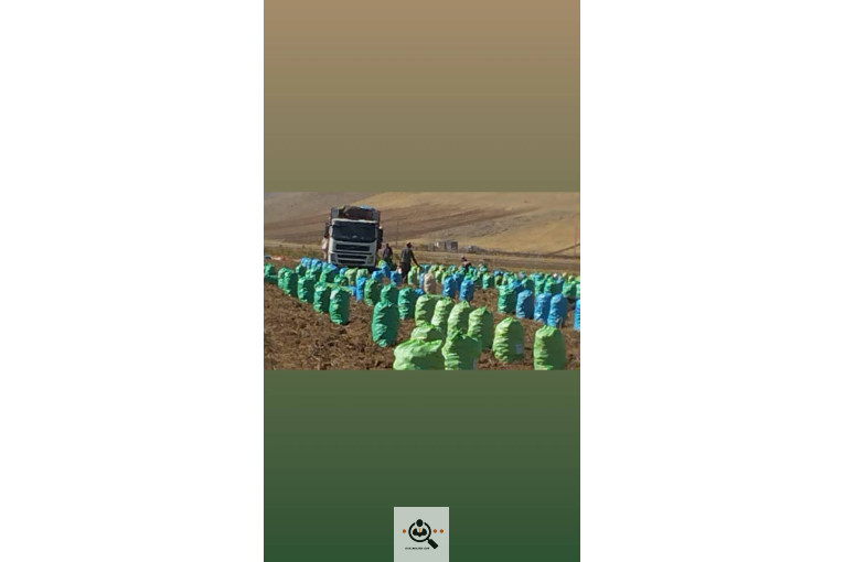 صادرات میوه و تره بار سیب زمینی شعبانی در همدان