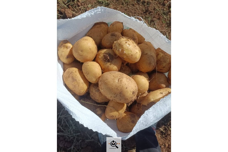 صادرات میوه و تره بار سیب زمینی شعبانی در همدان