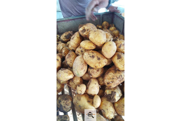 صادرات میوه و تره بار سیب زمینی شعبانی در همدان