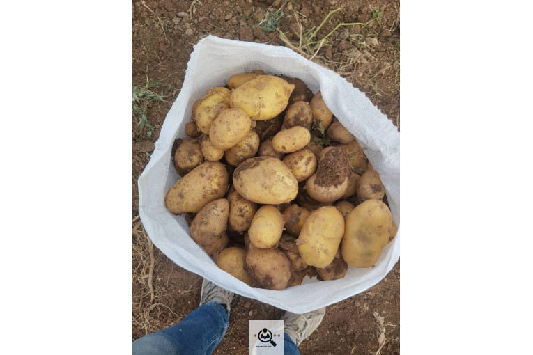 صادرات میوه و تره بار سیب زمینی شعبانی در همدان