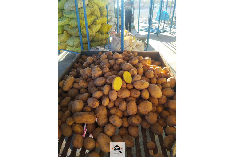 صادرات میوه و تره بار سیب زمینی شعبانی در همدان