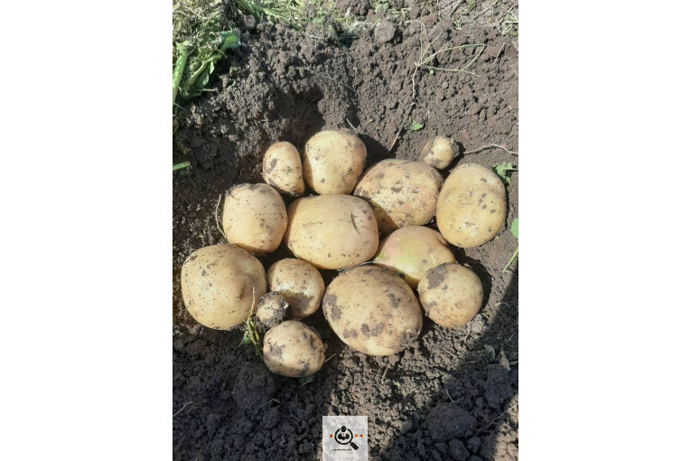 صادرات میوه و تره بار سیب زمینی شعبانی در همدان