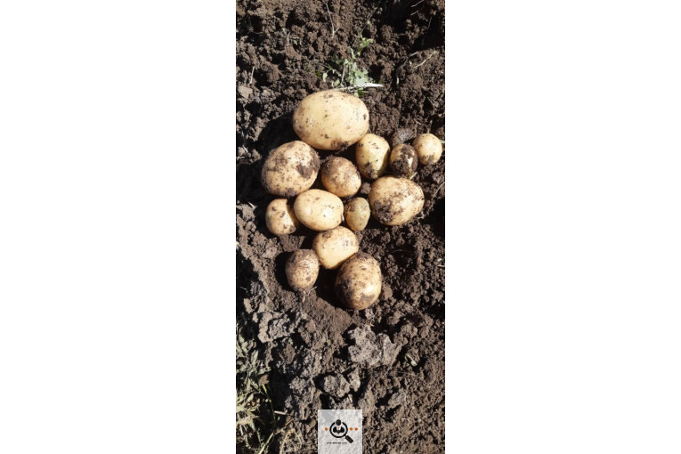 صادرات میوه و تره بار سیب زمینی شعبانی در همدان