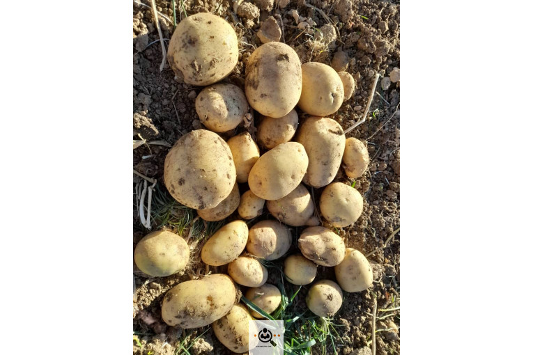 صادرات میوه و تره بار سیب زمینی شعبانی در همدان