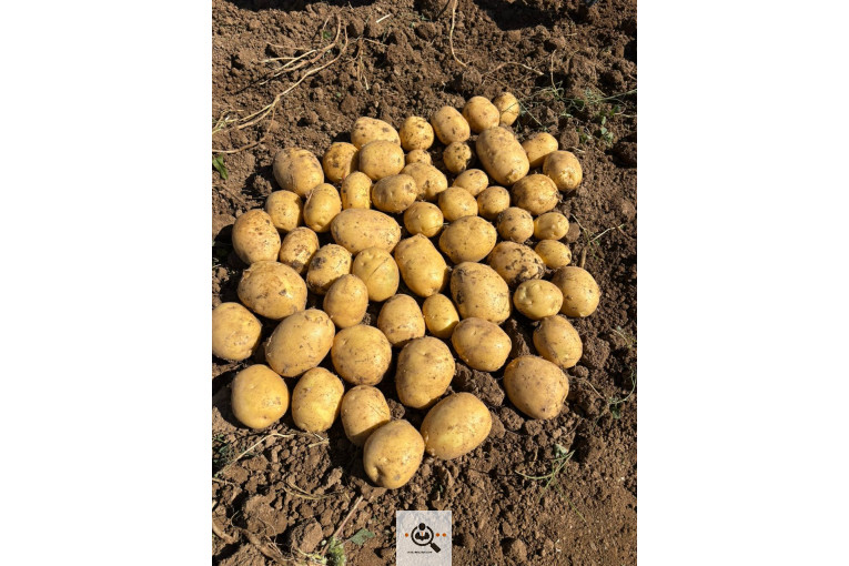 صادرات میوه و تره بار سیب زمینی شعبانی در همدان