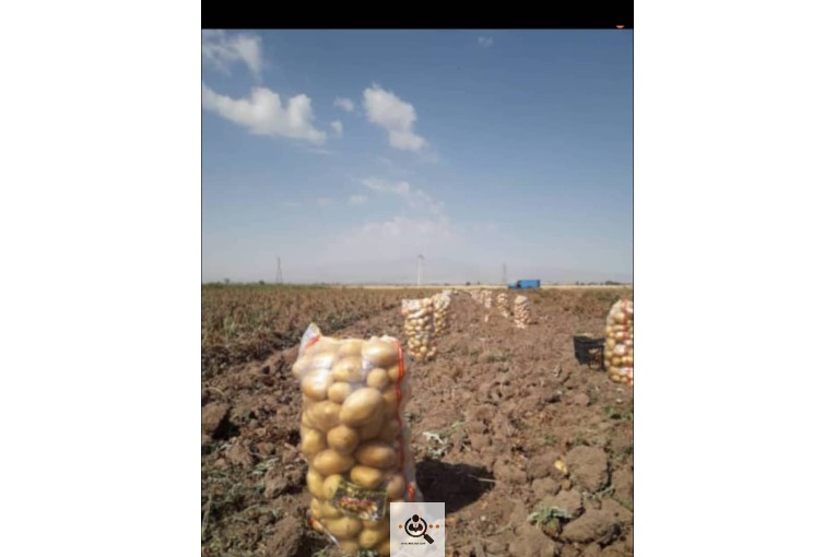 صادرات محصولات کشاورزی و شرکت بازرگانی میوه و تره بار اسدی غفار در گنج تپه بهار همدان