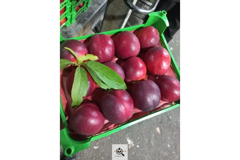 بارفروشی میوه و تره بار علیزاده فروت در شیراز