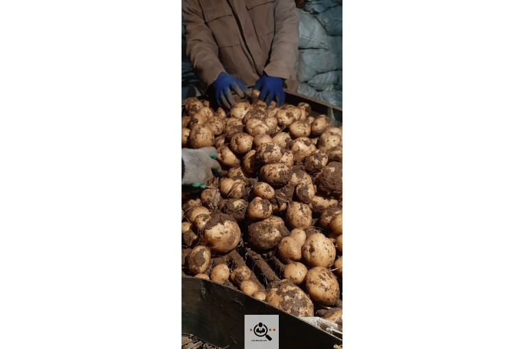 صادرات و فروش سیب زمینی در شهر بهار همدان