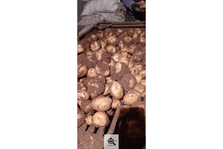 صادرات و فروش سیب زمینی در شهر بهار همدان