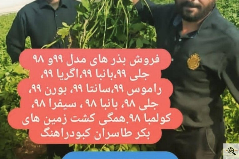 صادرات و فروش سیب زمینی و سیر انبوه کشت در بهار همدان