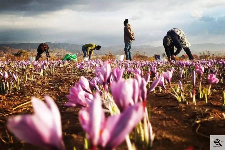 کارگاه تولید و پخش زعفران داوود در قزوین