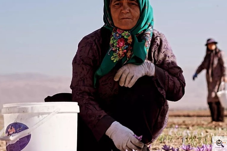 کارگاه تولید و پخش زعفران داوود در قزوین