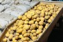 فروش سیب زمینی بذری وخورکی بیگدلو در قیدار