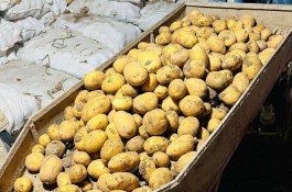 فروش سیب زمینی بذری وخورکی بیگدلو در قیدار