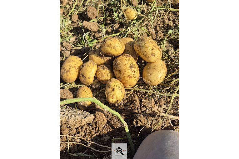 فروش سیب زمینی بذری و خوراکی بیگدلو در قیدار