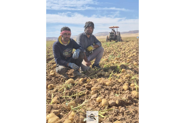 فروش سیب زمینی بذری و خوراکی بیگدلو در قیدار