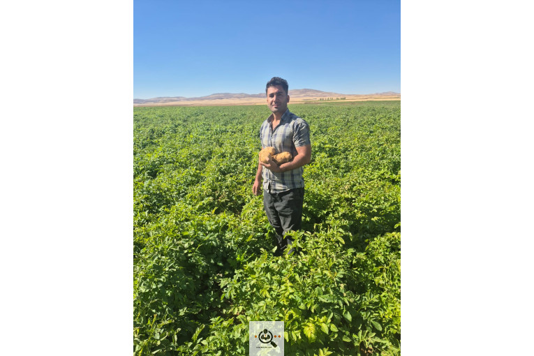 فروش سیب زمینی بذری و خوراکی بیگدلو در قیدار