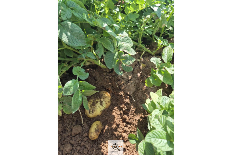 فروش سیب زمینی بذری و خوراکی بیگدلو در قیدار