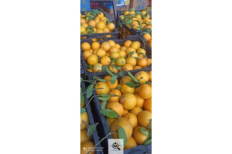 فروش میوه و صیفی جات در میدان تره بار دزفول فرهاد رضایی