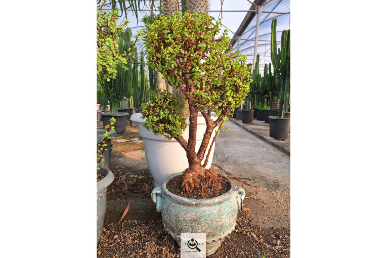 گلخانه کاکتوس کرمانشاه در کرمانشاه