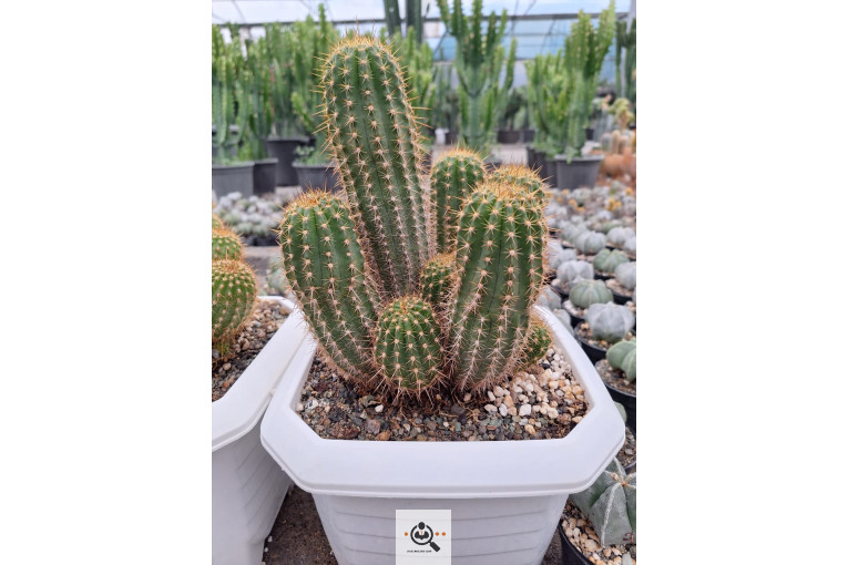 گلخانه کاکتوس کرمانشاه در کرمانشاه