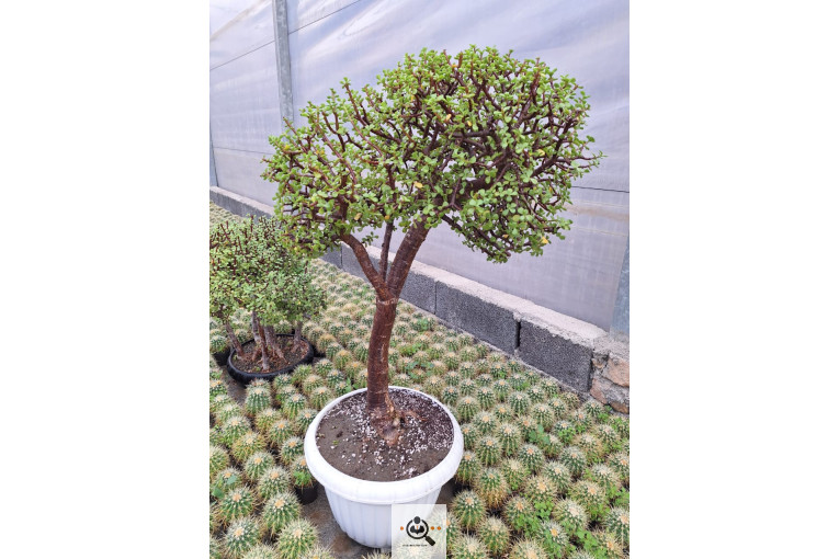 گلخانه کاکتوس کرمانشاه در کرمانشاه