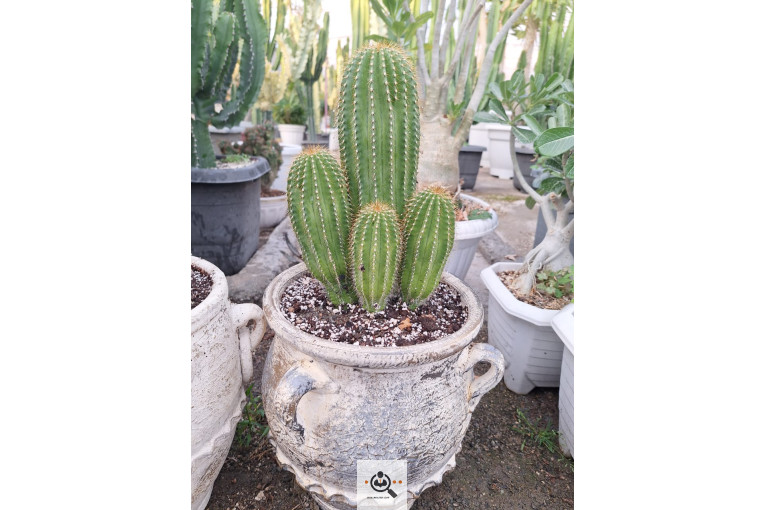 گلخانه کاکتوس کرمانشاه در کرمانشاه