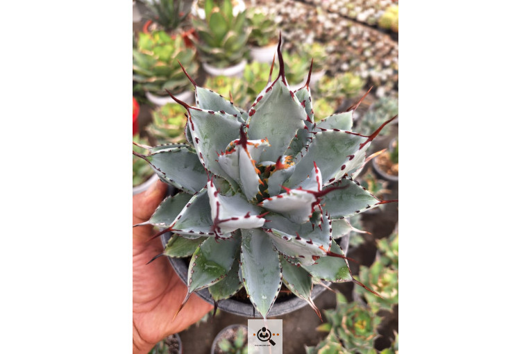 گلخانه کاکتوس کرمانشاه در کرمانشاه