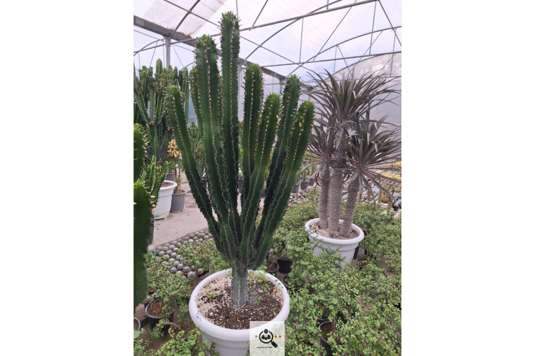 گلخانه کاکتوس کرمانشاه در کرمانشاه