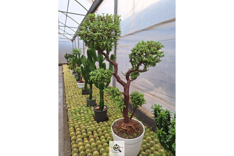 گلخانه کاکتوس کرمانشاه در کرمانشاه