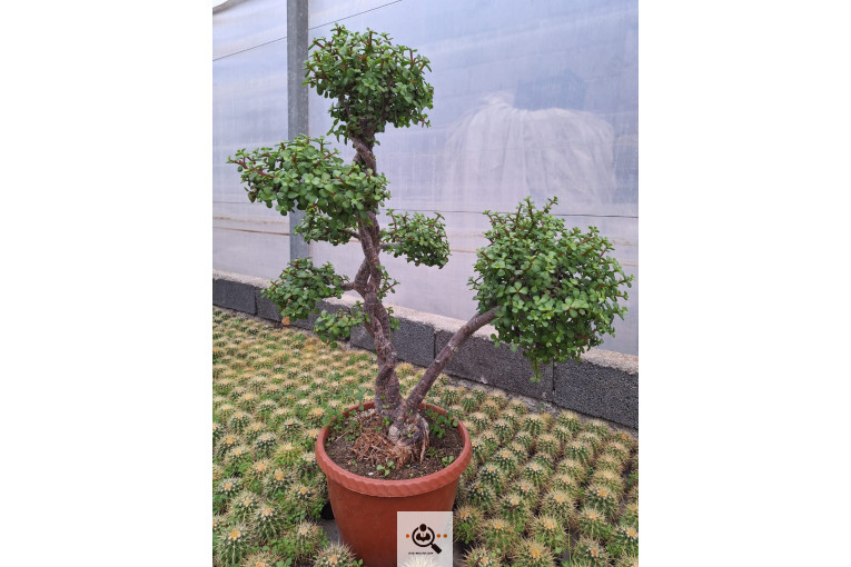 گلخانه کاکتوس کرمانشاه در کرمانشاه