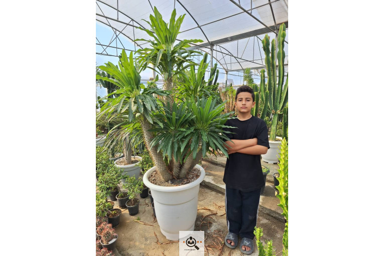 گلخانه کاکتوس کرمانشاه در کرمانشاه