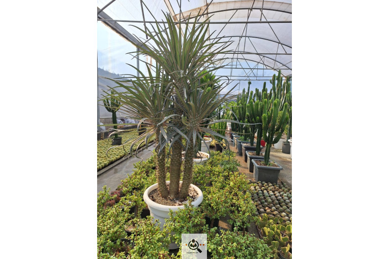 گلخانه کاکتوس کرمانشاه در کرمانشاه