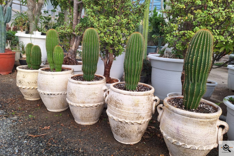 گلخانه کاکتوس کرمانشاه در کرمانشاه