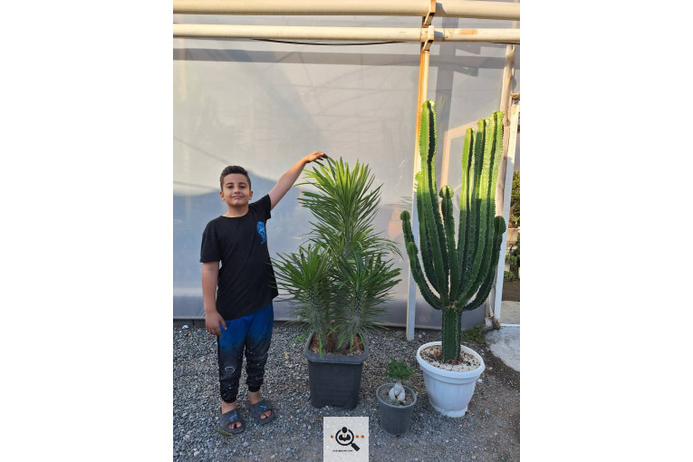 گلخانه کاکتوس کرمانشاه در کرمانشاه