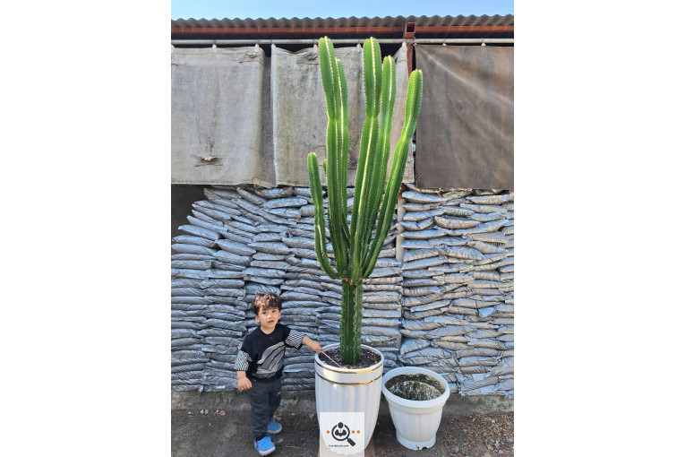 گلخانه کاکتوس کرمانشاه در کرمانشاه